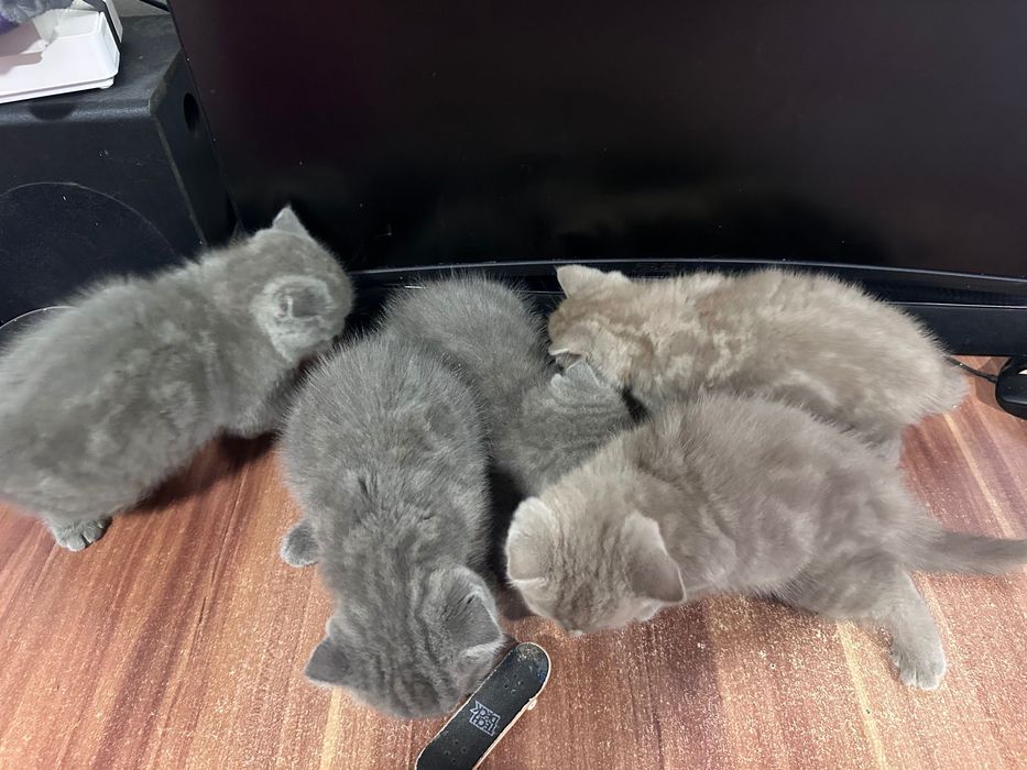 British shorthair