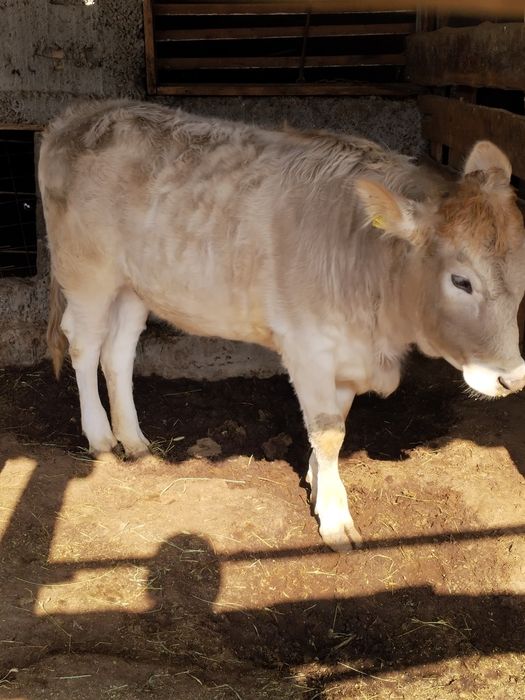 Тёлка в хорошем состоянии