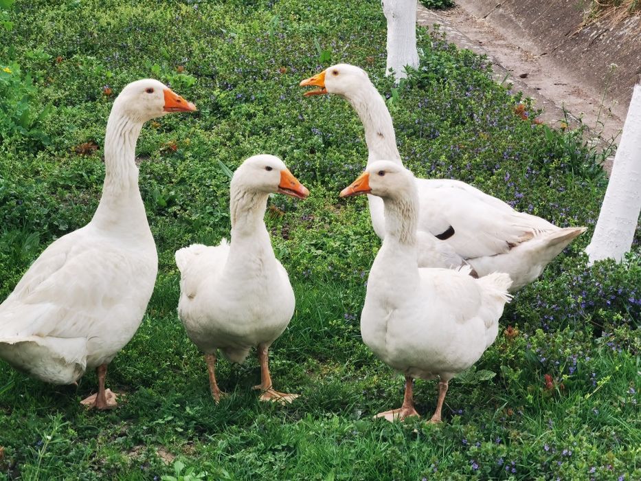 Vând două perechi de gâște tinere de 1 an