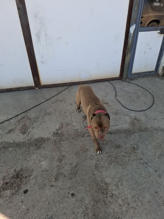 Стафорчески  териер