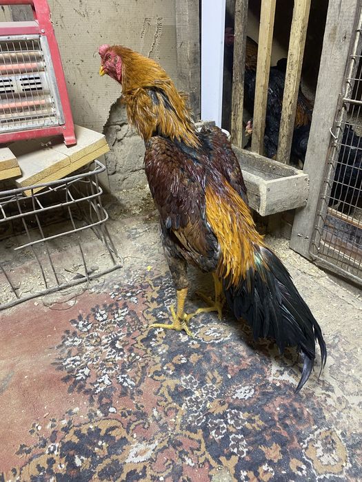 Продам о шамо  наталия