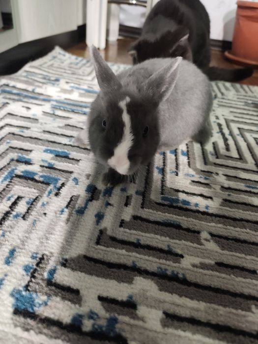 Декаративный кролик ручной