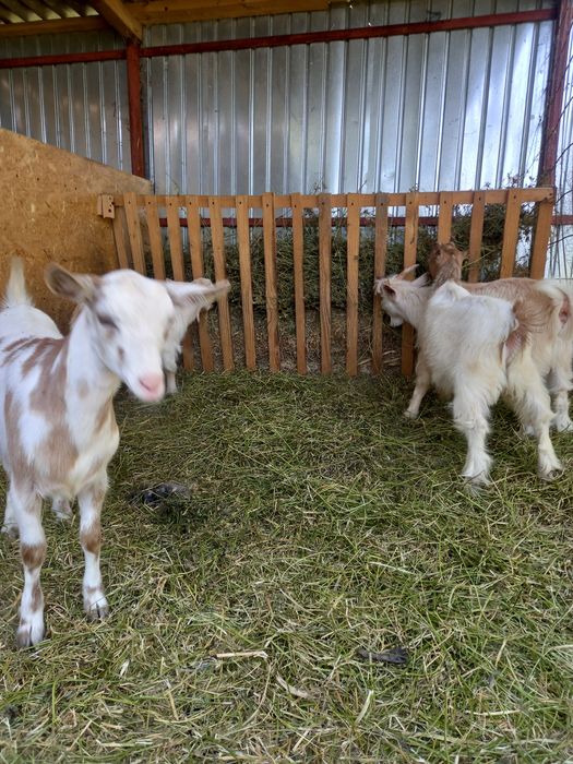 Se vând doi iezi la alegere!