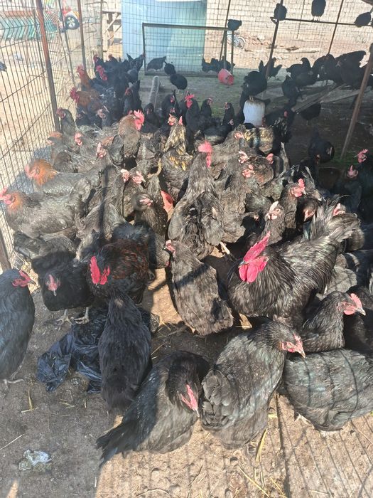 Andijon qora tovuqlarini tuxumi sotiladi