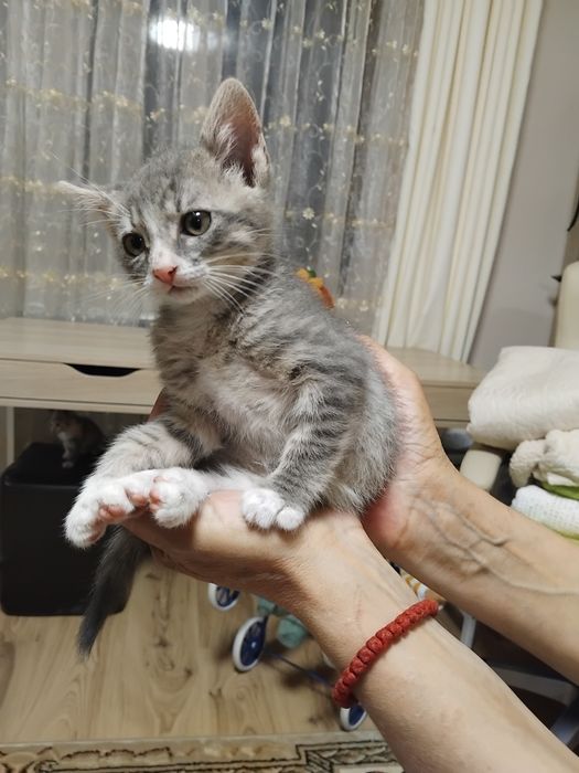 Подарявам котенца
