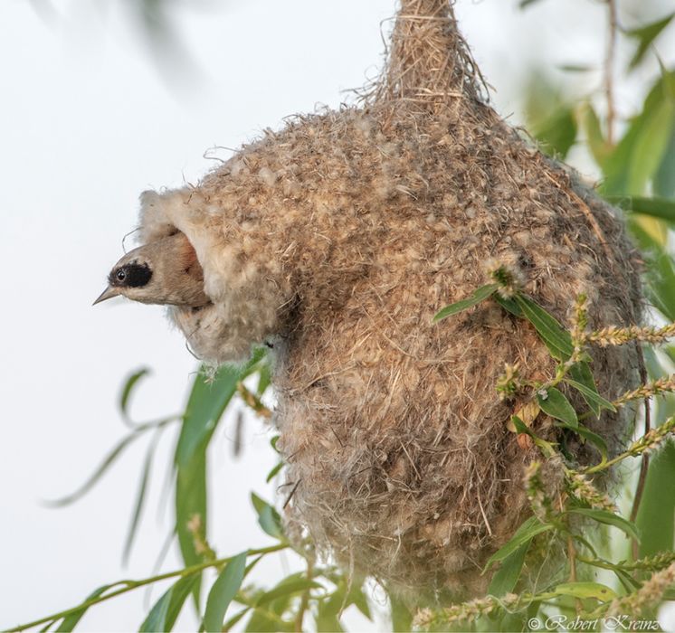 Құрқылтай ұясы. Ремеза