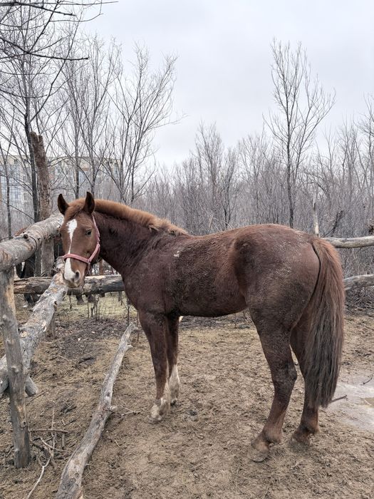 Лощадь айғыр үйірге или обмен 2 міңгі жылқығп