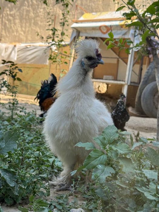 Шолк товуклари 2 пара 2 кун болд кичкиршд бошлади нархини келишамиз