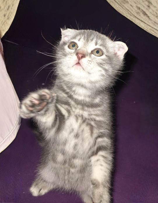 Продам котят  шотландского котёнка скоттиш фолд