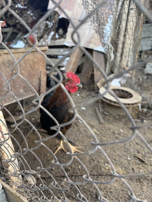 Прадаётся петухи!