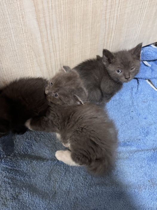 Отдам котят в хорошие руки