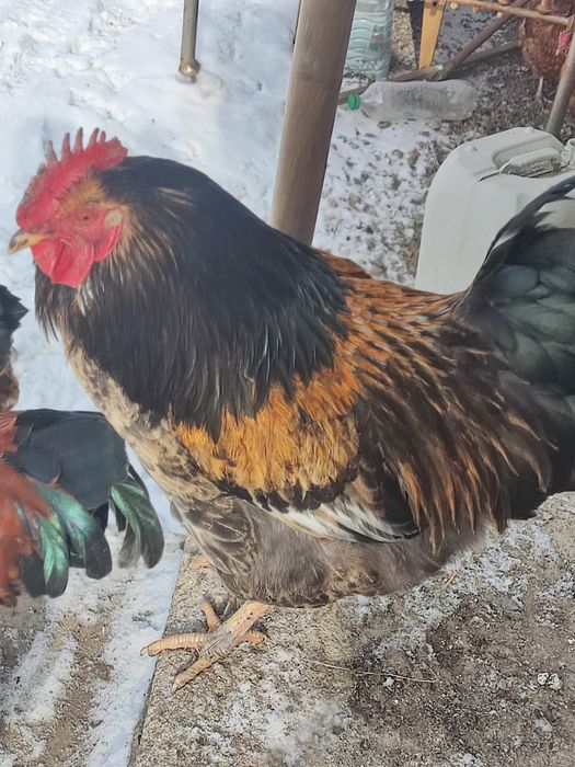 Қораз,Петух 8 айлық