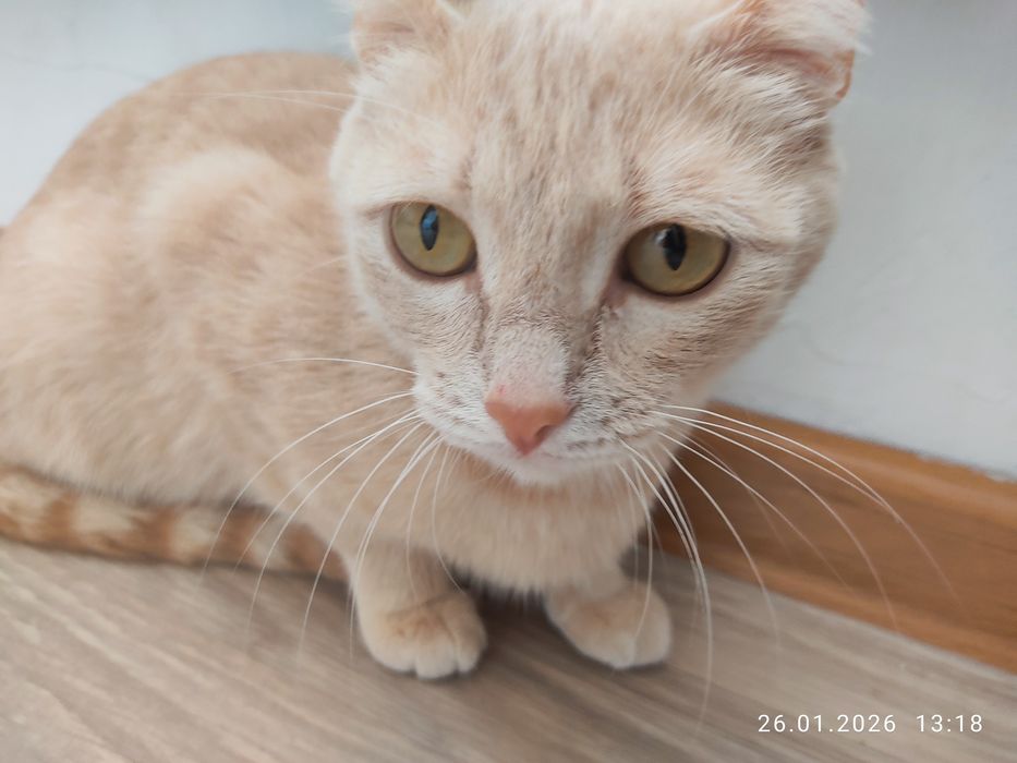 Кошки бесплатно.