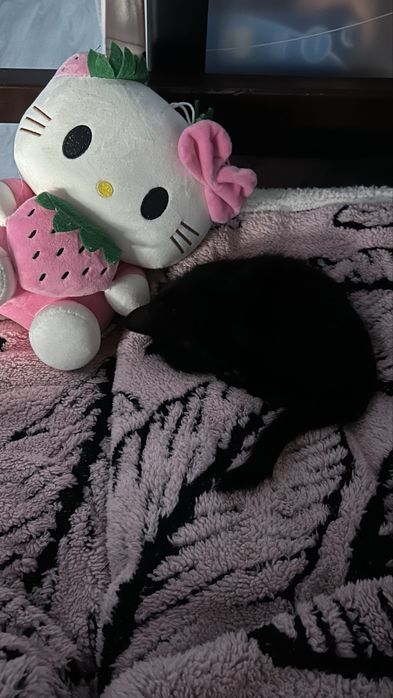 Маленький чёрный котёнок
