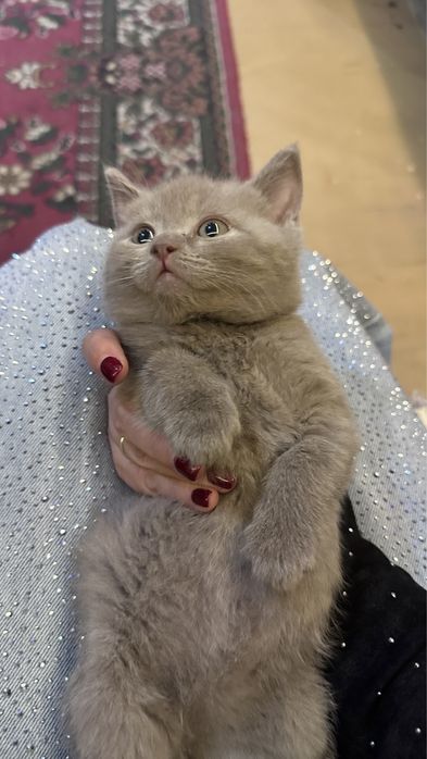 Срочно продаются британские котята чистокровные