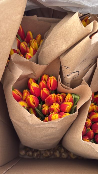 Голандские тюльпаны более 10 видов