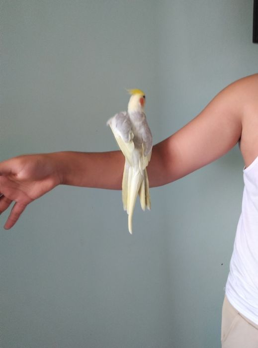 Ruchnoy karela sotiladi