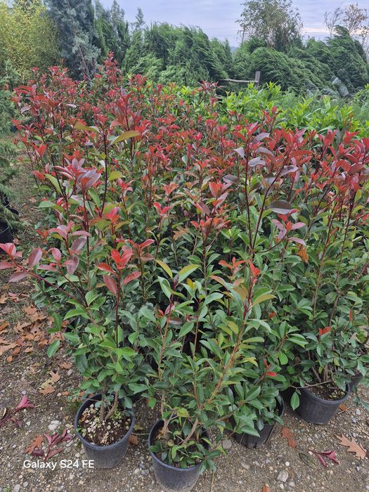 Photinia  red robins