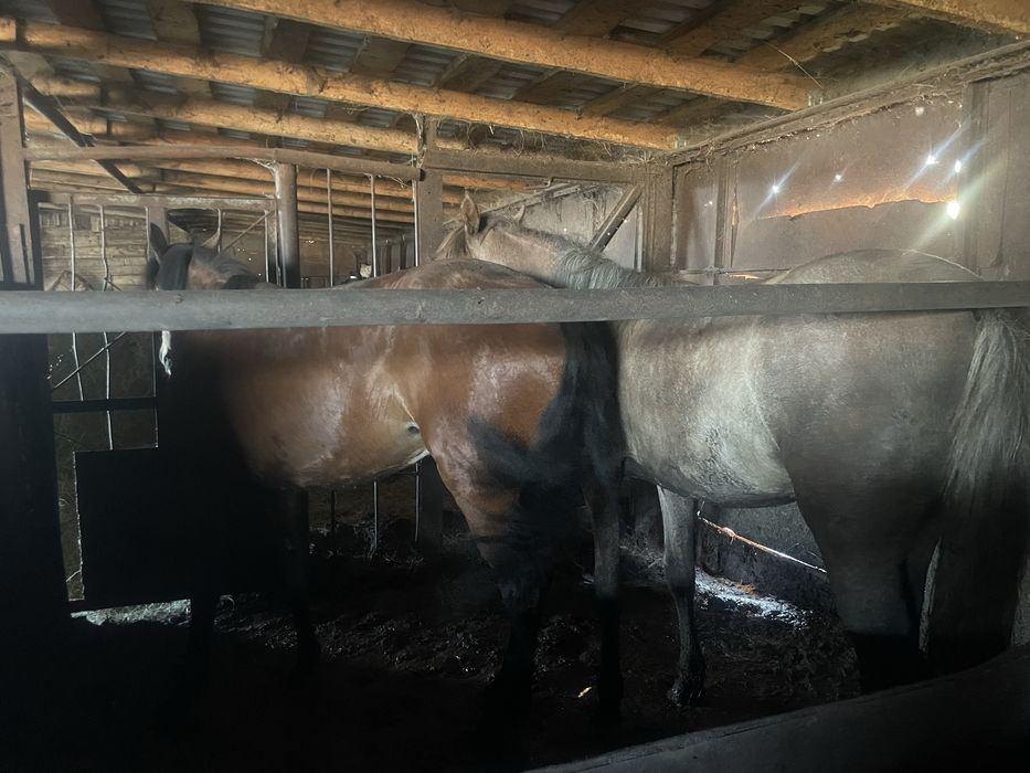 Продам кобылку 1,5 возраст с откорма