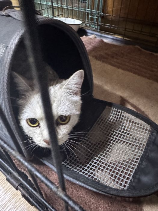 Молодой пыжий котик ищет семью