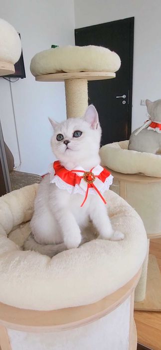 Fetita scottish straight shorthair cu pedigree iubibila