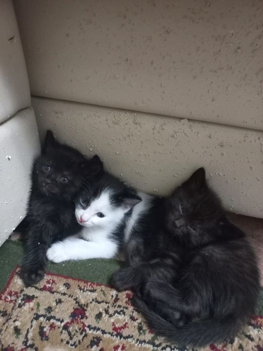 Отдам котят в добрые руки