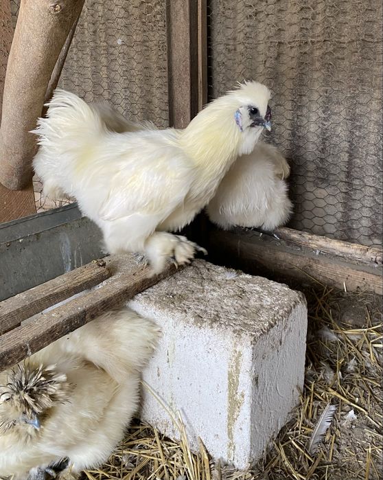 Matase japoneza albe