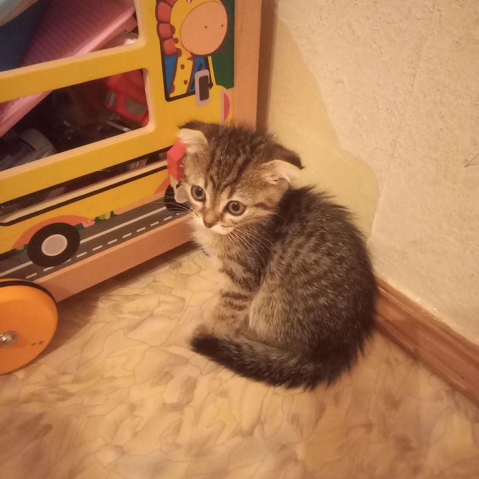 Вислоухие 1,5 м мальчик и девочка