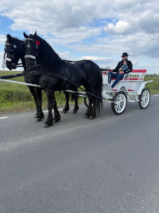 Trăsura și cai pentru evenimente