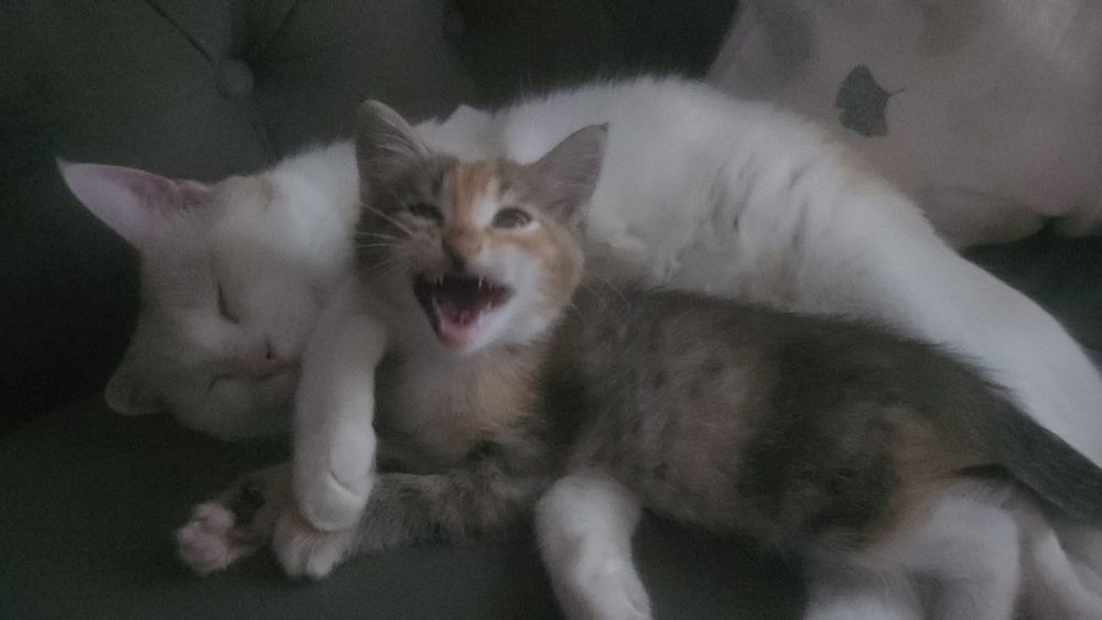 отдам котенка в добрые руки