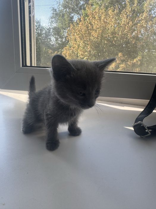 Срочно отдадим котят