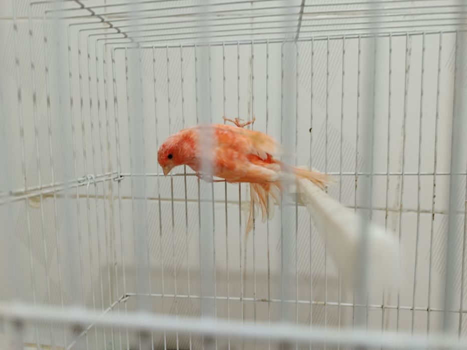 Канарейка мода шмель