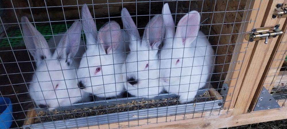 Зайци  за разплод