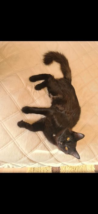 Котёнок домашний 5 месяцев