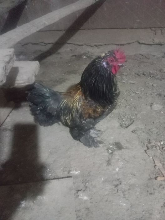 Yapon hoʻroz bor Damashni ochtirilgan