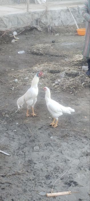 tuxumlari sotuvda  o shamo