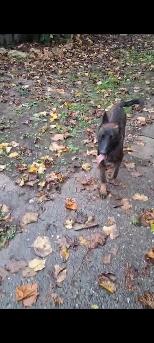 Donez câine ciobănesc belgian circa un an si jumătate