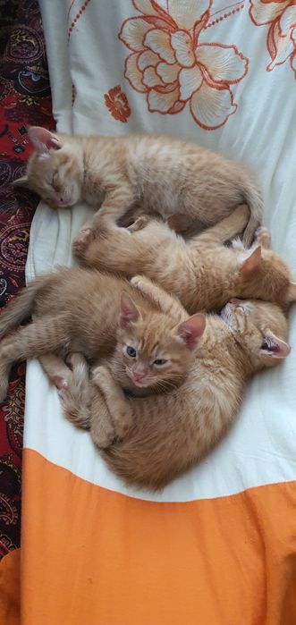 Домашний мушук боллари сотилади