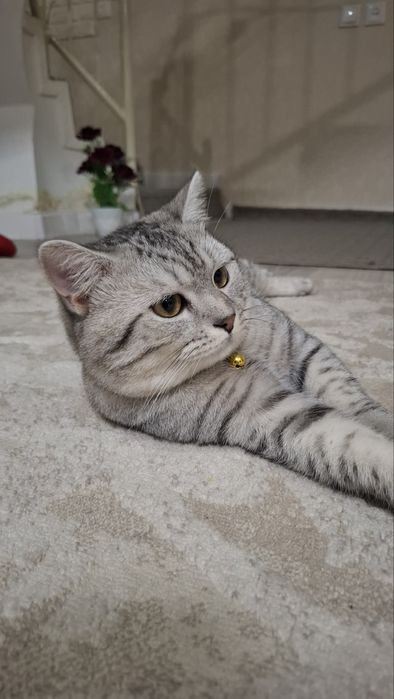 Вязка! кот 1.5 года серебристая шиншилла (британец)