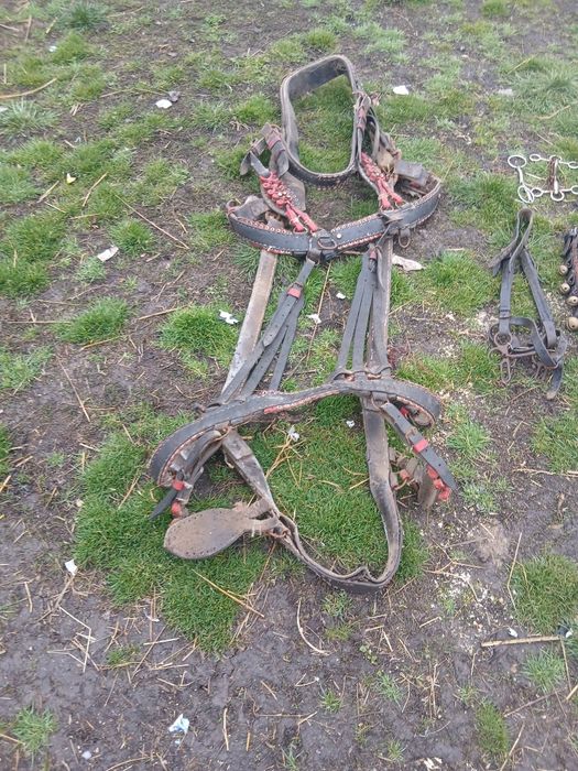 De vânzare ham curea cu clopote pentru cai