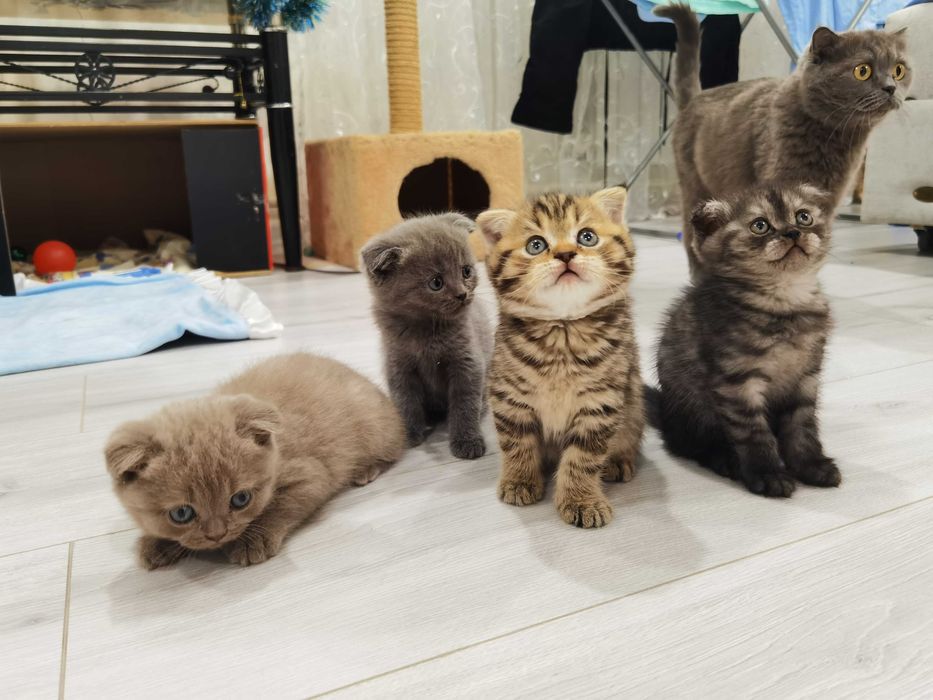 Продаются котята