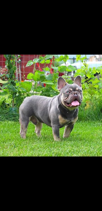 французский бульдог