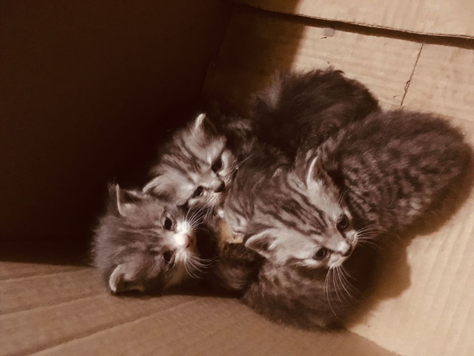 Котят в добрые руки