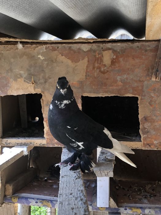 Kabutar “Duhchubi” qora haka yangi mehmon sotiladi