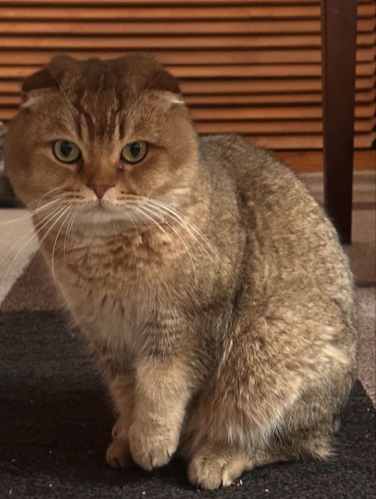 Шотландский вислоухий кот на вязку | Scottish Fold