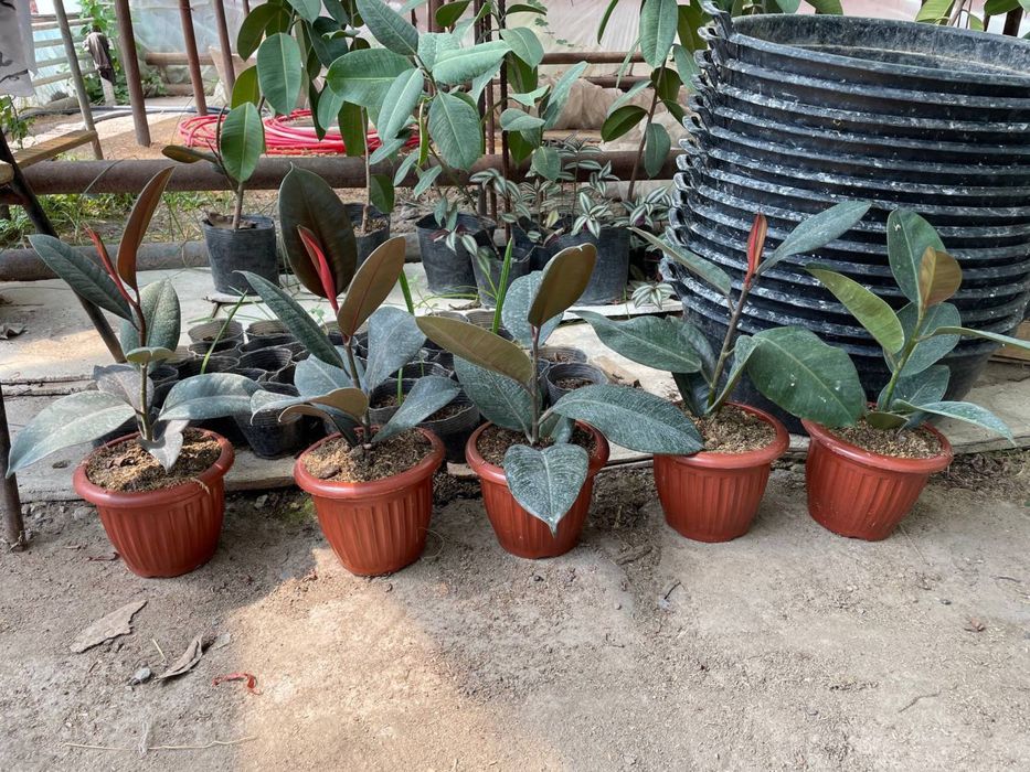 Продаётся Фикусы. Fikus sotiladi