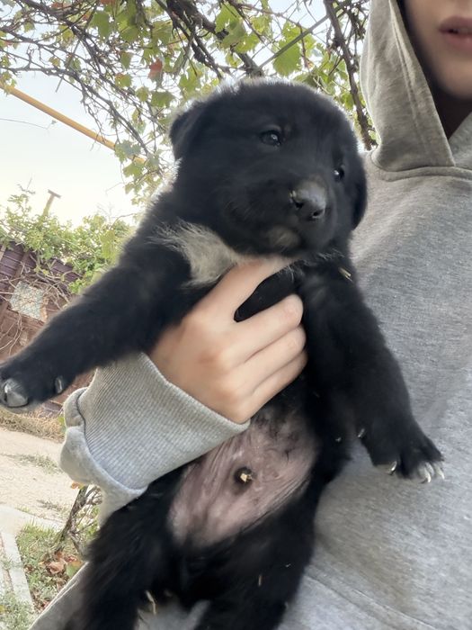Щенята отдаем в добрые руки