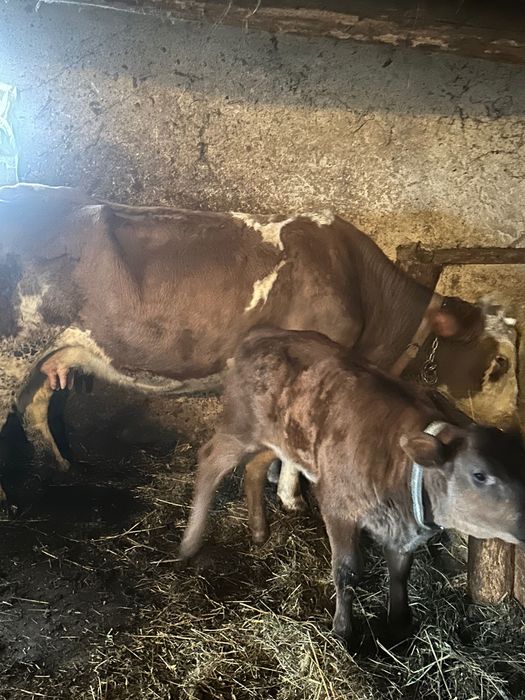 Vaca bălțata românească cu vitica nelgian