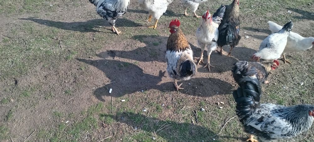 Қораздар сатылады