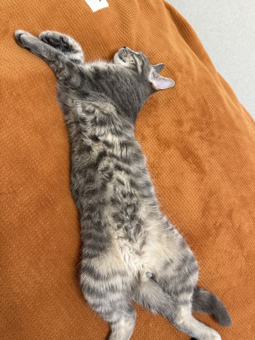 Кот, котик Шотландец